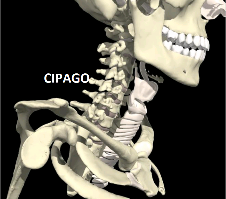 1999 – Occlusion et Ostéopathie