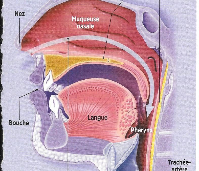 2016-Article Top Santé
